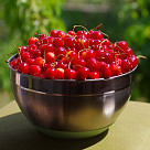 Mixing bowl 16x10 cm / 1.5 LTR with silicone bottom and PE lid (stainless steel)